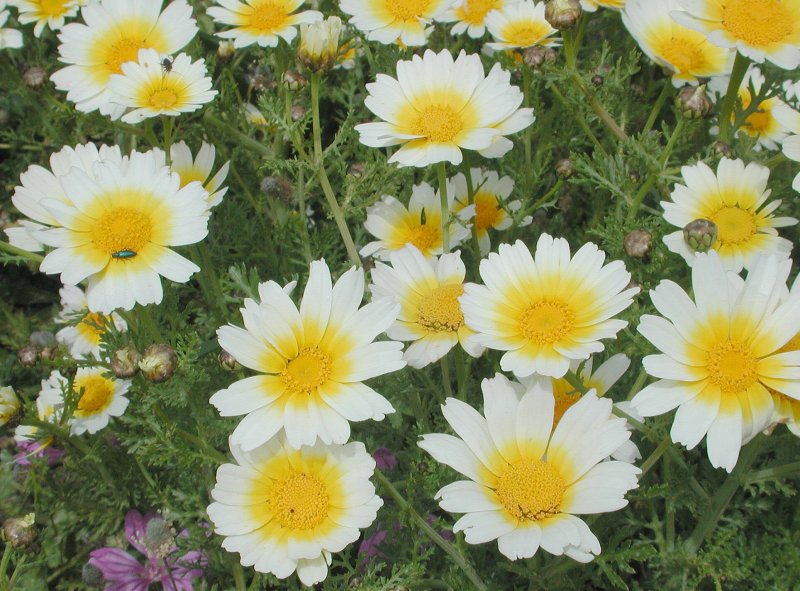 Chrysanthemum coronarium