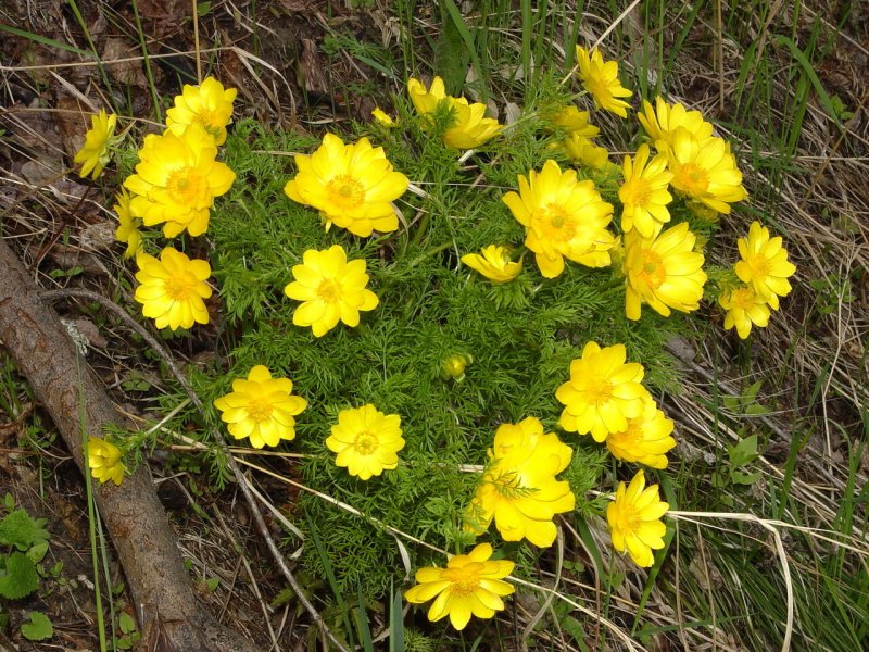 Хризантема увенчанная (Glebionis coronaria (l.) Cass. Ex Spach)
