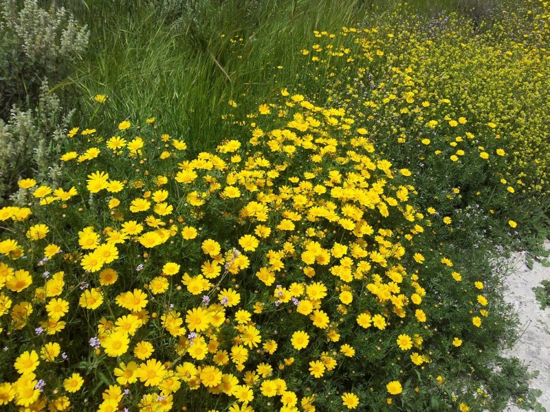 Chrysanthemum coronarium