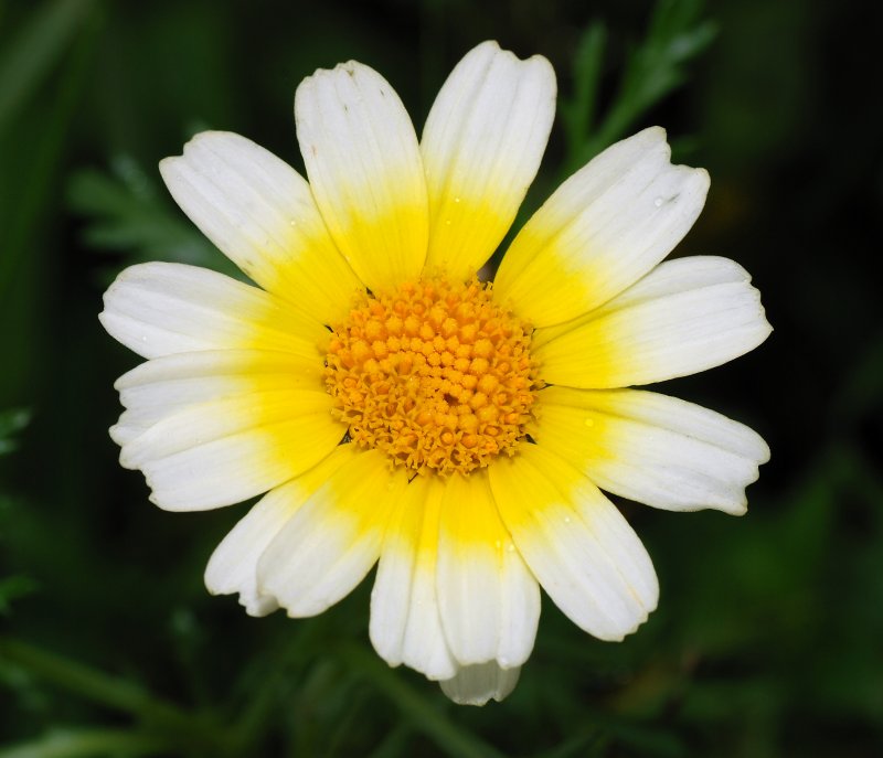 Chrysanthemum coronarium