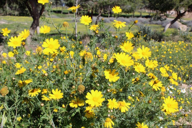 Chrysanthemum segetum l.