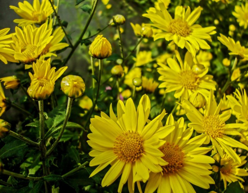 Хризантема увенчанная (Glebionis coronaria (l.) Cass. Ex Spach)
