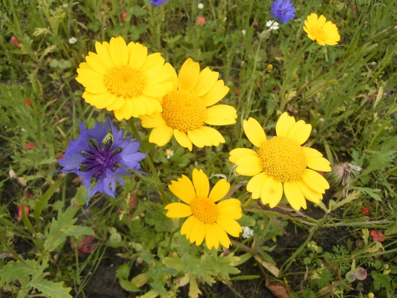 Chrysanthemum segetum