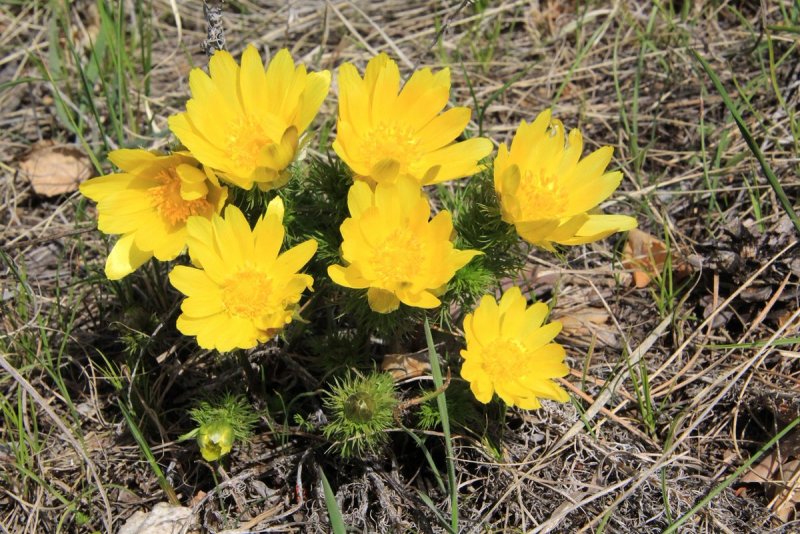 Адонис Амурский (Adonis amurensis)