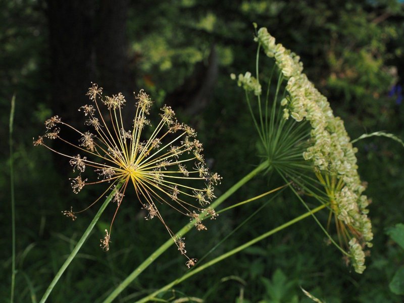 Горичник Морисона Peucedanum morisonii