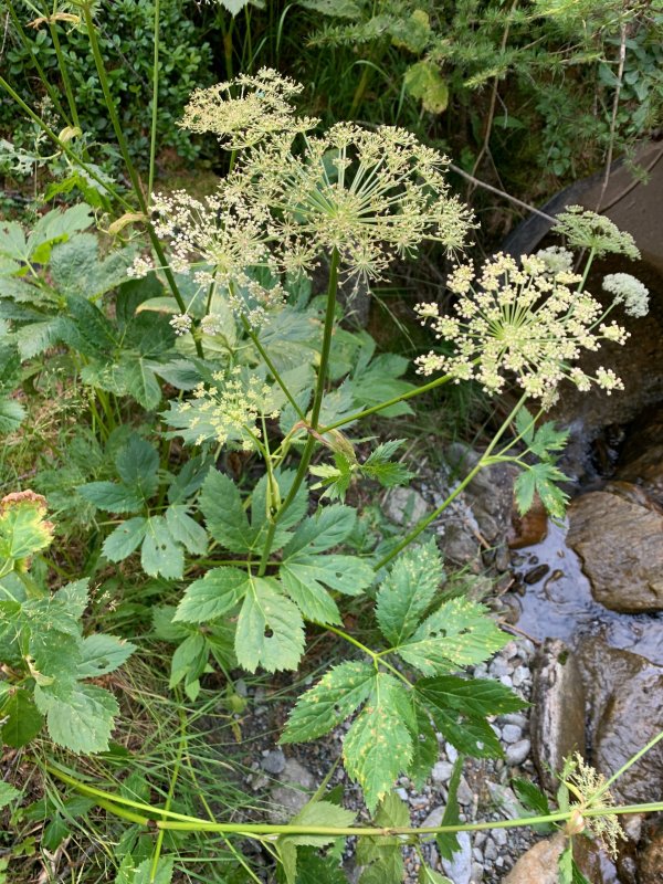Peucedanum ostruthium Iris