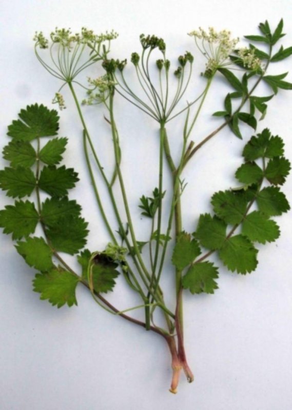 Peucedanum japonicum