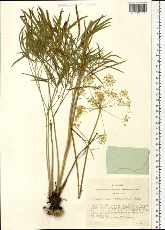 Горичник русский Peucedanum ruthenicum Bieb.