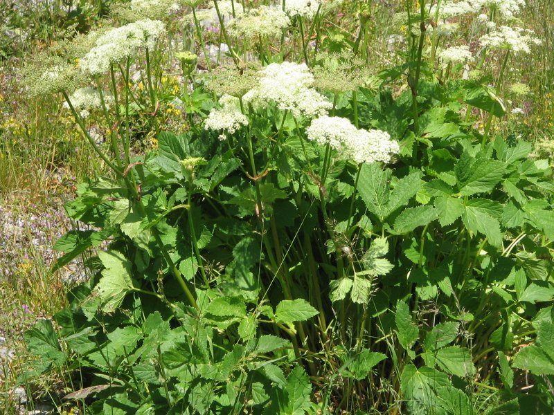 Peucedanum morisonii