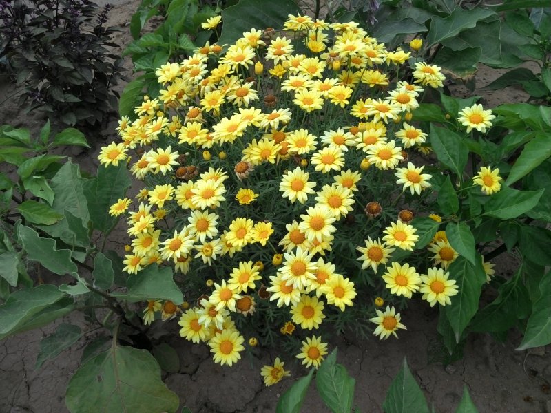Chrysanthemum coronarium