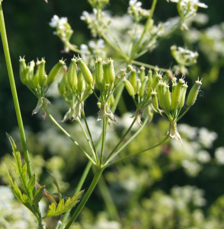 Peucedanum officinale