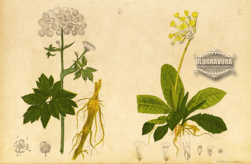 Peucedanum morisonii