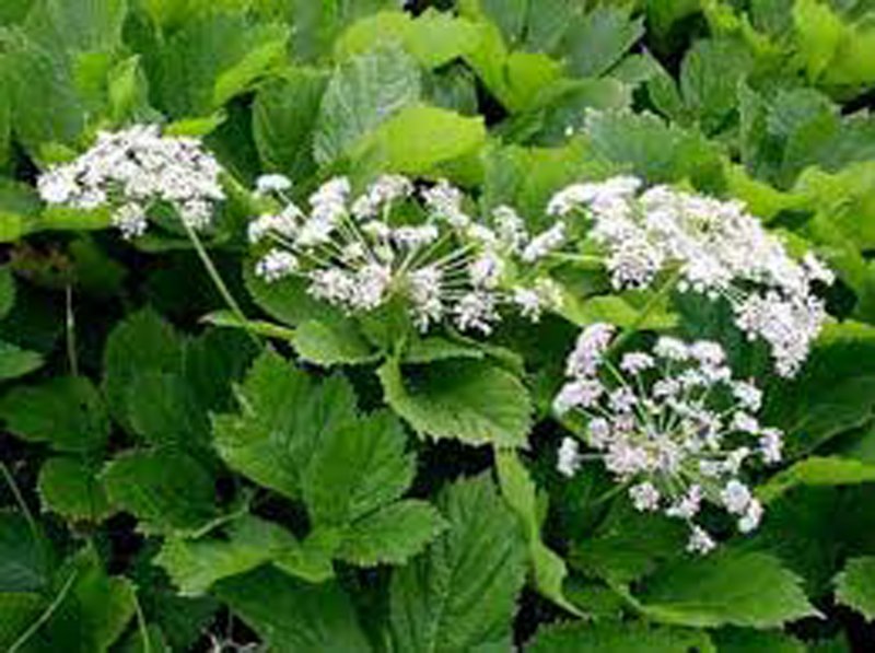 Горичник oreoselinum