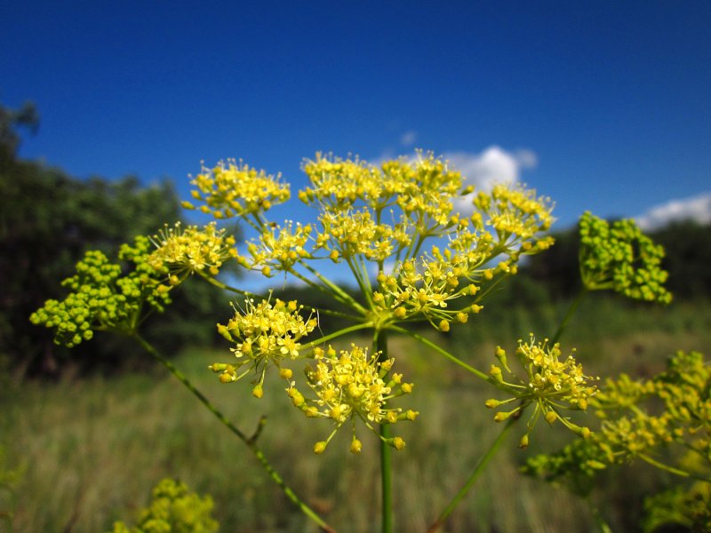 Peucedanum caucasicum