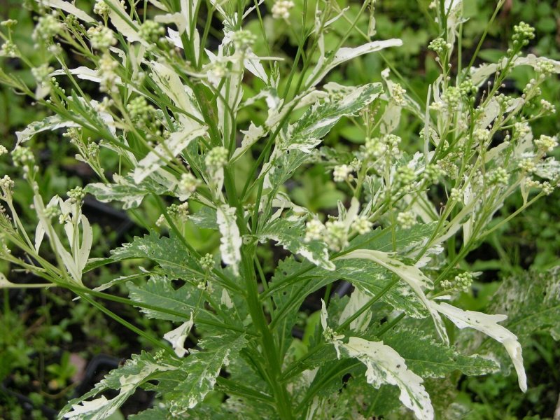Peucedanum ruthenicum
