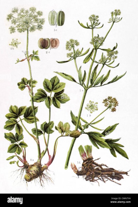 Laserpitium latifolium