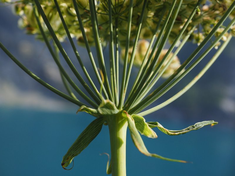 Xanthoselinum alsaticum