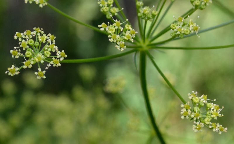 Laserpitium latifolium