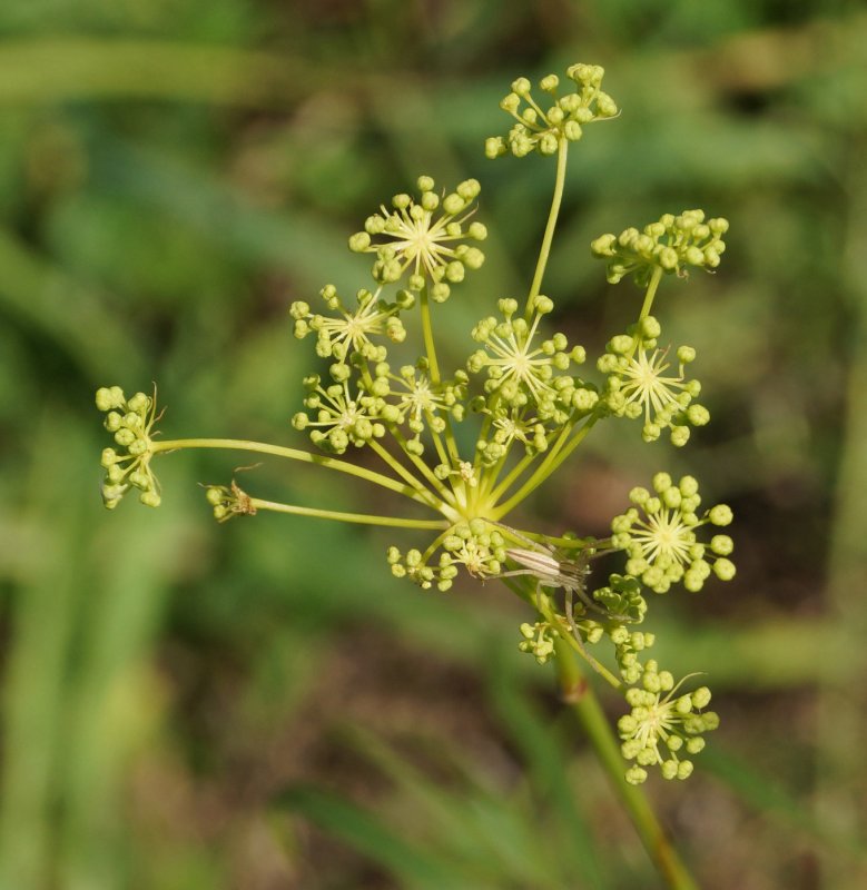 Peucedanum ruthenicum