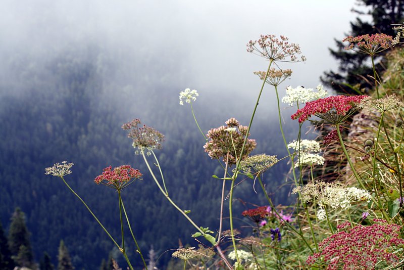 Бедренец-камнеломка (Pimpinella Saxifraga)