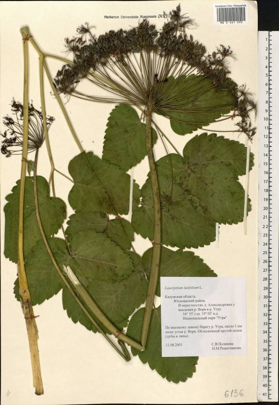 Горичник Морисона Peucedanum morisonii