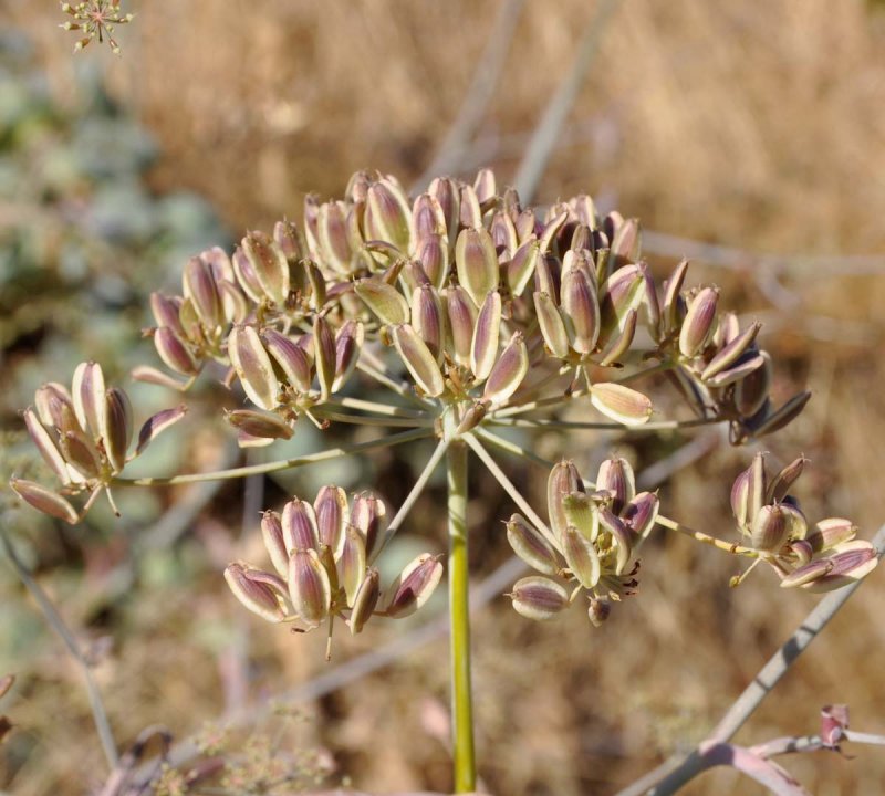 Peucedanum ostruthium