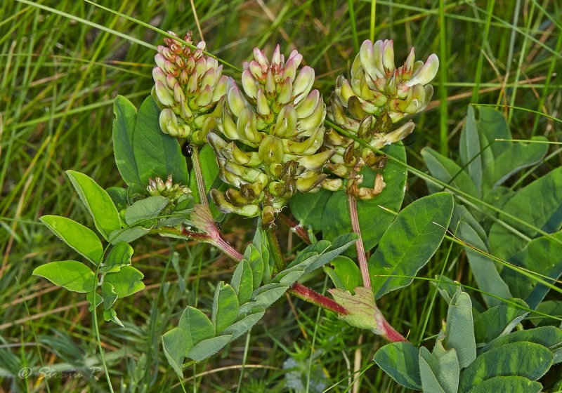 Peucedanum morisonii