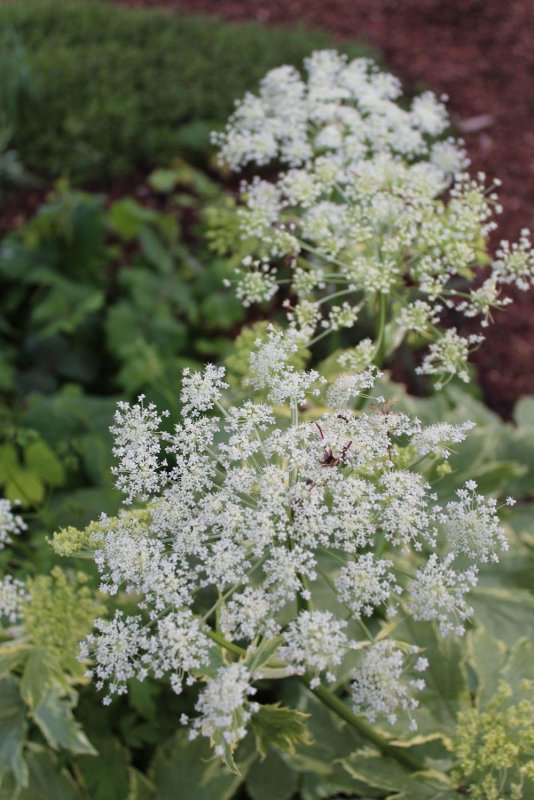 Peucedanum oreoselinum