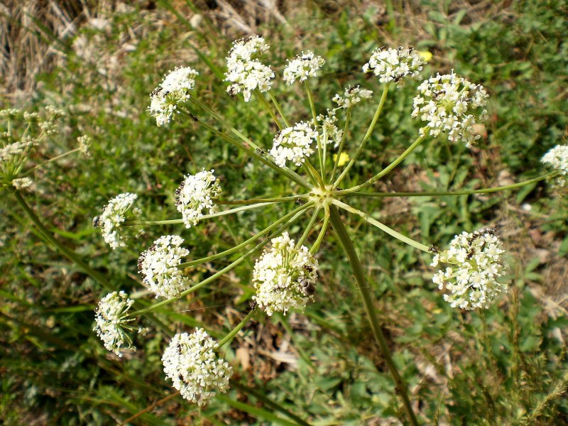 Imperatoria ostruthium l.