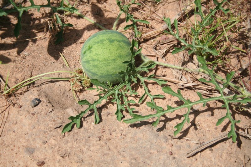 Citrullus Colocynthis