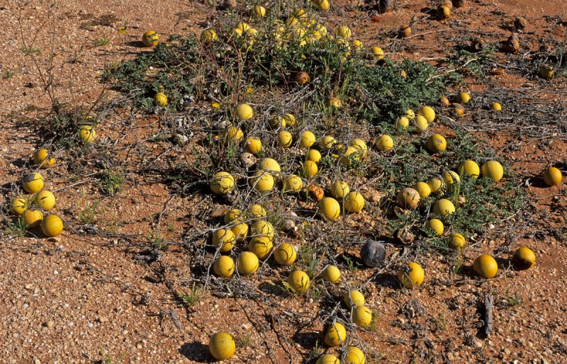 Citrullus Colocynthis