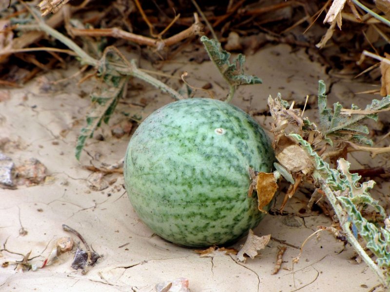 Citrullus Colocynthis