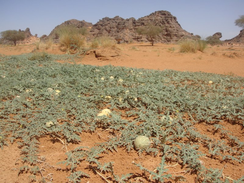 Gourd Vegetable