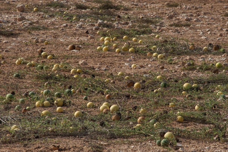 Citrullus Colocynthis