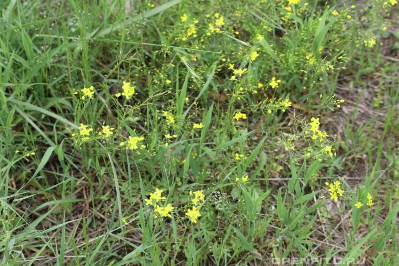 Rorippa brachycarpa