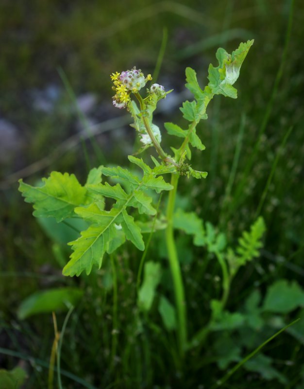 Rorippa Sylvestris