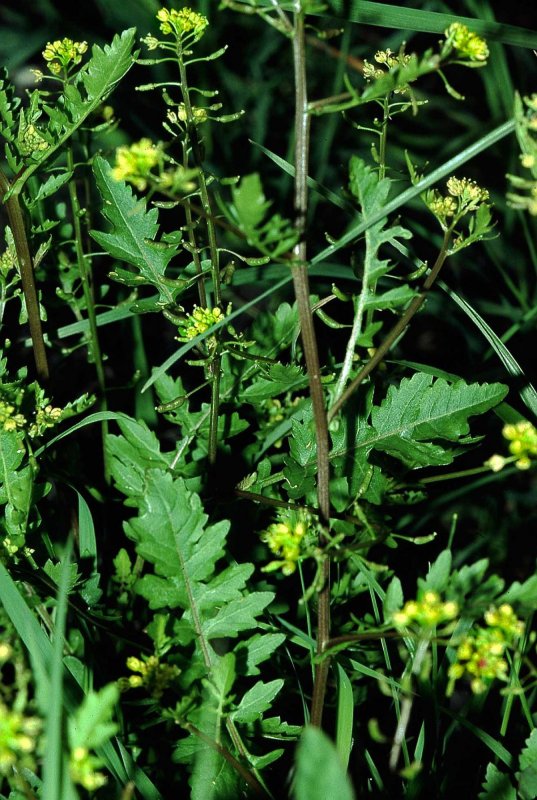 Rorippa Sylvestris