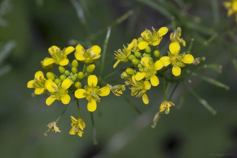 Rorippa Sylvestris Жерушник Лесной