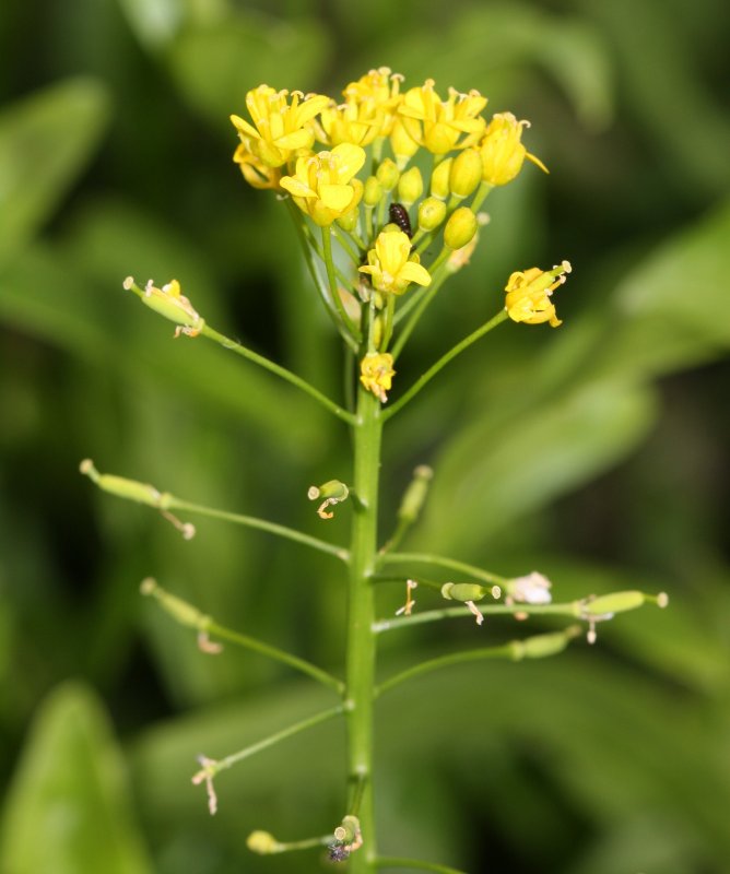 Жерушник Лесной — Rorippa Sylvestris Bess.