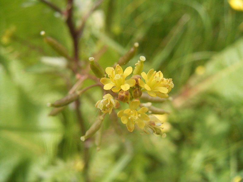 Rorippa Aquatica
