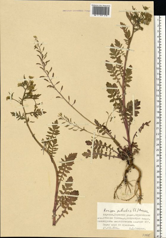 Жерушник болотный- Rorippa Sylvestris гербарий