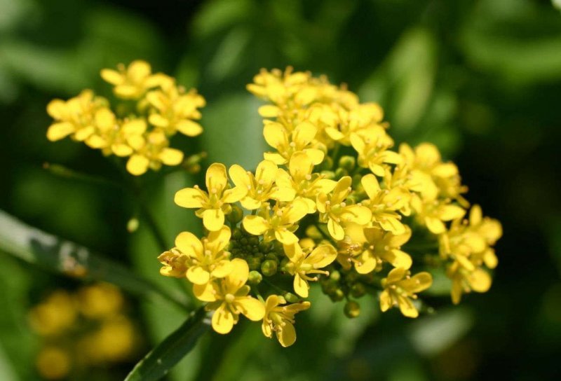 Capsella Bursa-pastoris побег