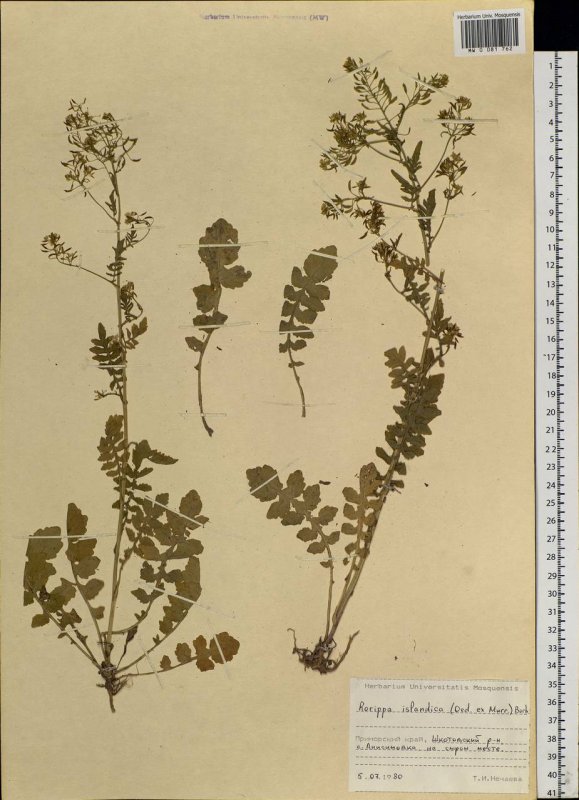 Erysimum cheiranthoides - желтушник левкойный