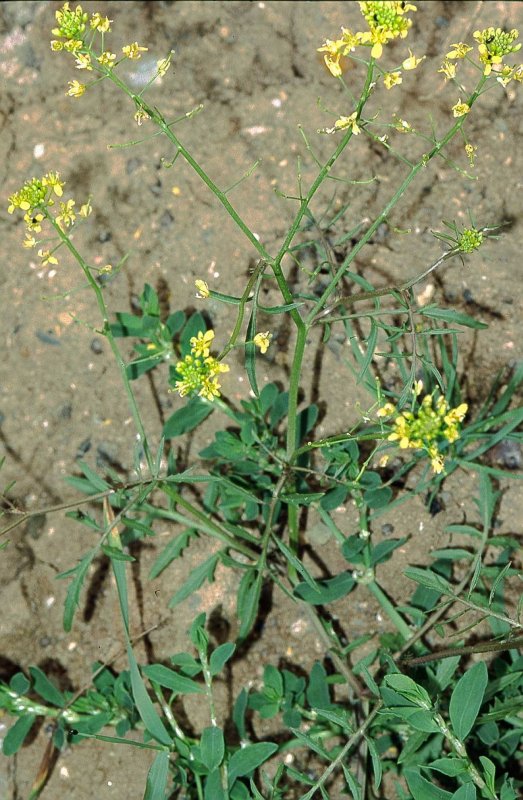 Rorippa Sylvestris