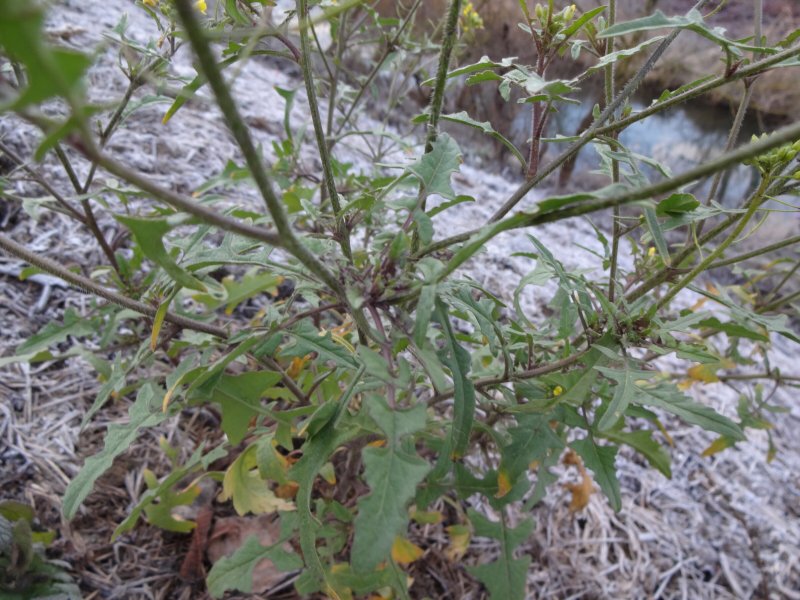 Rorippa brachycarpa