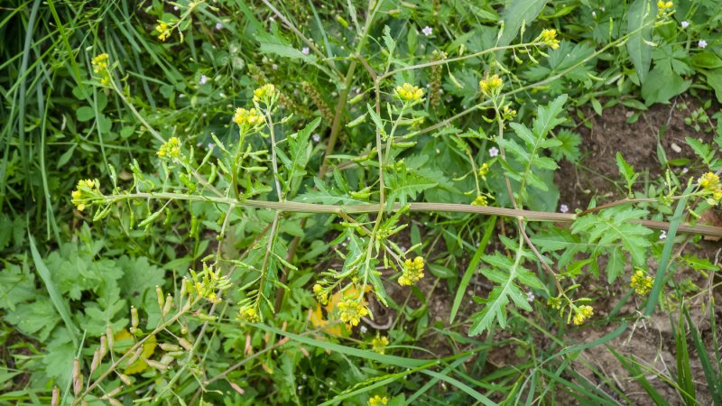Жерушник Лесной — Rorippa Sylvestris Bess.