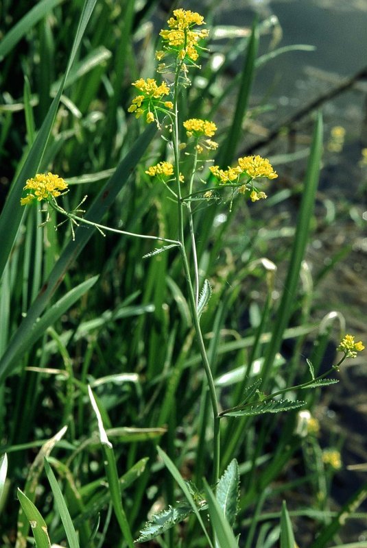 Rorippa Sylvestris