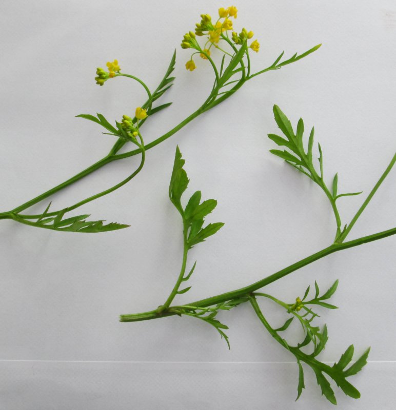 Rorippa Sylvestris трава