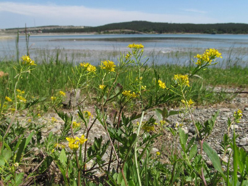Rorippa pyrenaica