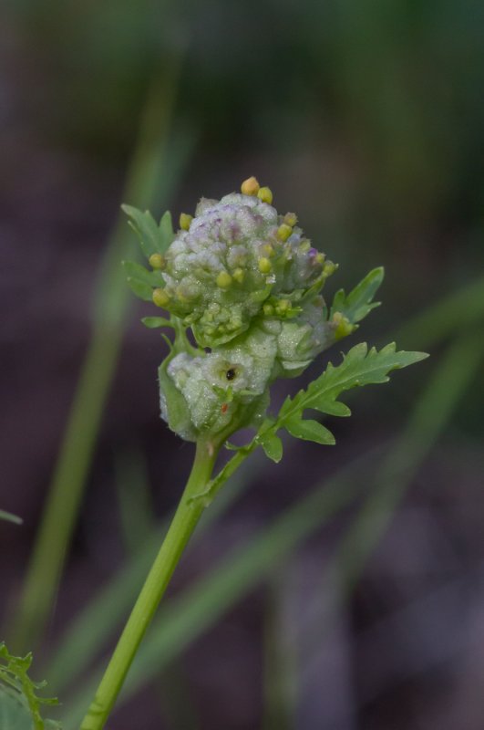 Glandulina laevigata